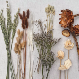 Flores & Plantas
