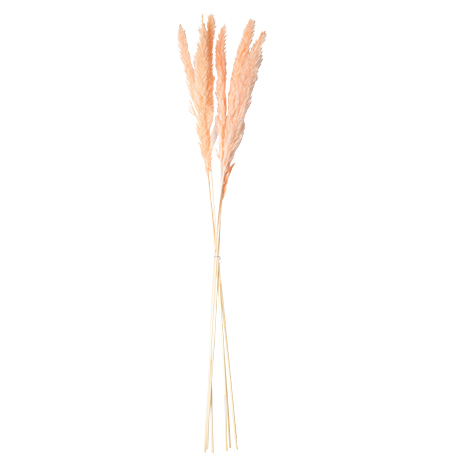 6 Flores Naturais Pampas Rosa 75cm