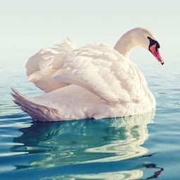 Cisne