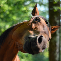 Cavalos