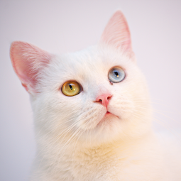 Gato
