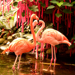 Flamingo