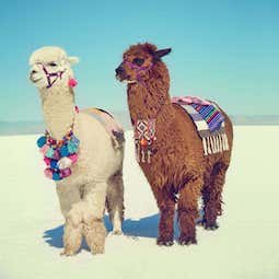 Lama
