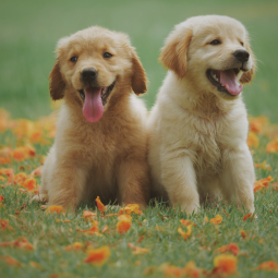 Cães
