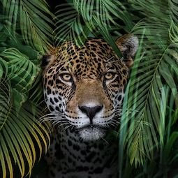 Selva & Safari