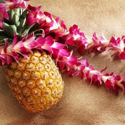 Tropical / Aloha / Hawai Luau